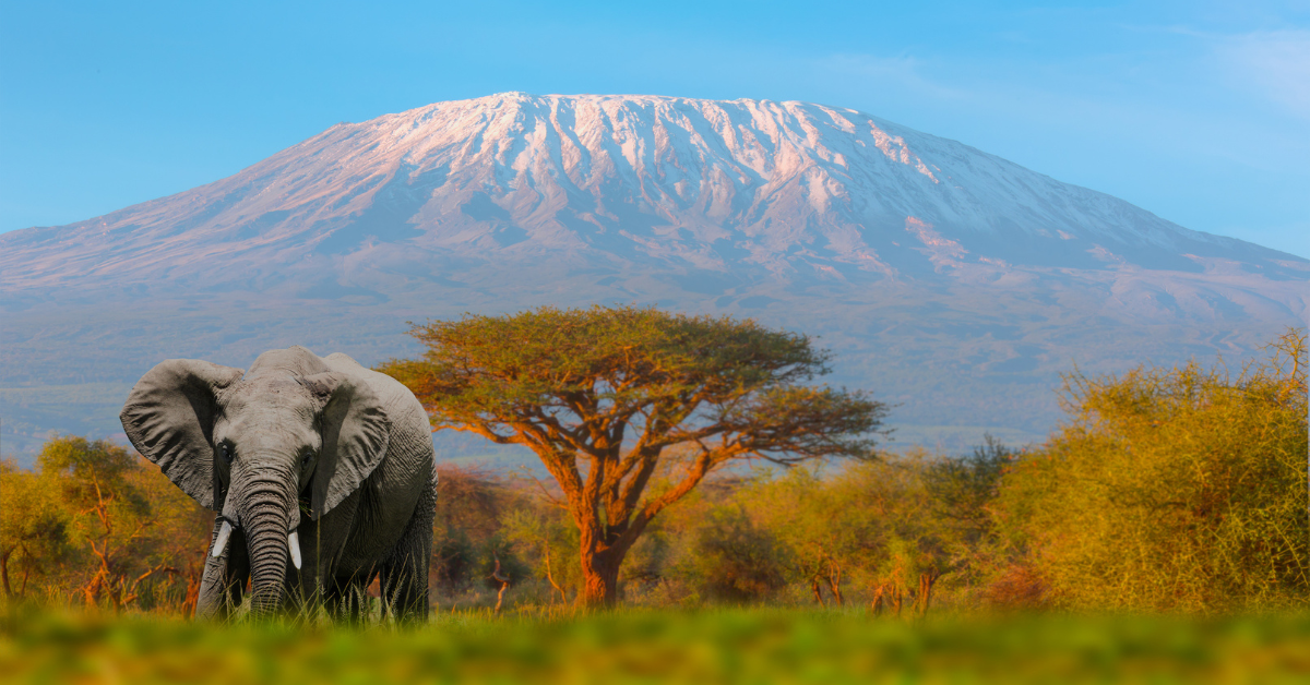 An elephant roams in Tanzania